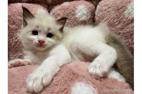 販売中の三重県のラグドール-117178の5枚目